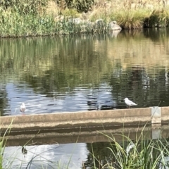 Chroicocephalus novaehollandiae (Silver Gull) at Lyneham Wetland - 3 Jan 2023 by Hejor1