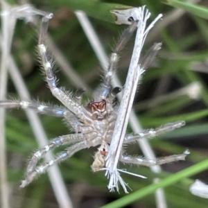 Neosparassus sp. (genus) at Lyneham, ACT - 3 Jan 2023