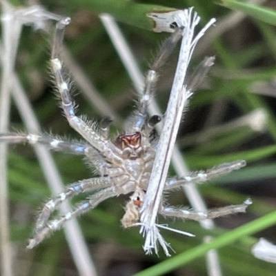 Neosparassus sp. (genus) (Unidentified Badge huntsman) at Lyneham Wetland - 3 Jan 2023 by Hejor1