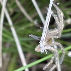 Neosparassus sp. (genus) at Lyneham, ACT - 3 Jan 2023