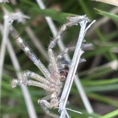 Neosparassus sp. (genus) at Lyneham, ACT - 3 Jan 2023