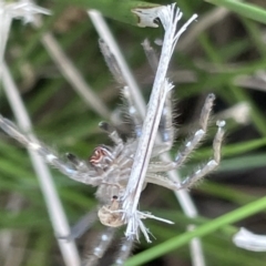 Neosparassus sp. (genus) at Lyneham, ACT - 3 Jan 2023