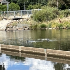 Phalacrocorax sulcirostris at Lyneham, ACT - 3 Jan 2023 03:28 PM