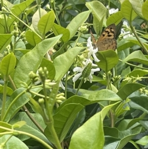 Heteronympha merope at Canberra, ACT - 4 Jan 2023