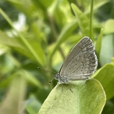 Zizina otis (Common Grass-Blue) at Canberra, ACT - 4 Jan 2023 by Hejor1