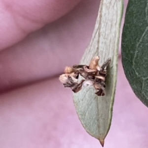 Chrysopidae (family) at Braddon, ACT - 5 Jan 2023