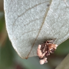 Chrysopidae (family) at Braddon, ACT - 5 Jan 2023