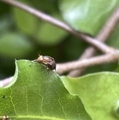 Steganopsis melanogaster at Braddon, ACT - 5 Jan 2023