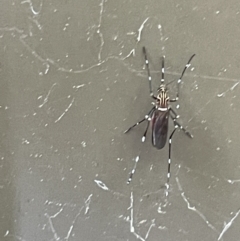 Aedes (Rampamyia) notoscriptus (Striped Mosquito) at City Renewal Authority Area - 5 Jan 2023 by Hejor1