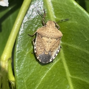 Dictyotus caenosus at Casey, ACT - 7 Jan 2023 12:42 PM