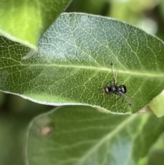 Parapalaeosepsis plebeia (Ant fly) at Braddon, ACT - 5 Jan 2023 by Hejor1