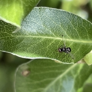 Parapalaeosepsis plebeia at Braddon, ACT - 5 Jan 2023 04:29 PM