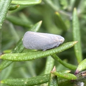 Anzora unicolor at Gungahlin, ACT - 7 Jan 2023