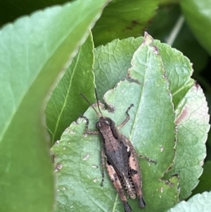 Phaulacridium vittatum at Gungahlin, ACT - 7 Jan 2023 12:30 PM