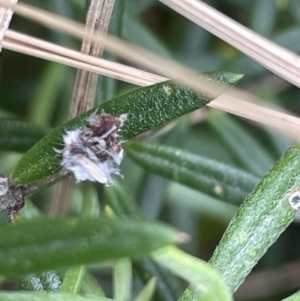 Chrysopidae (family) at Casey, ACT - 7 Jan 2023