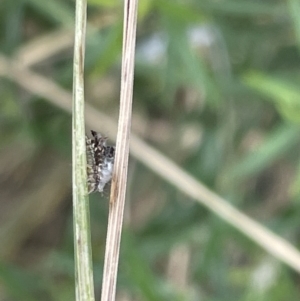 Chrysopidae (family) at Casey, ACT - 7 Jan 2023 12:09 PM