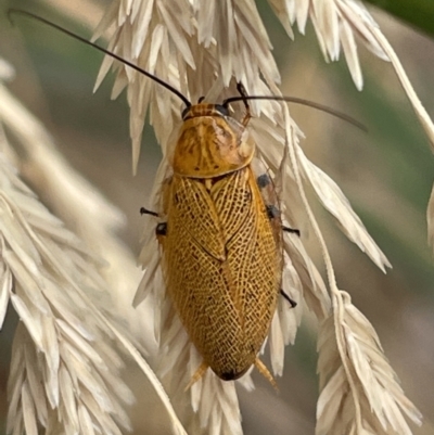 Ellipsidion humerale (Common Ellipsidion) at Casey, ACT - 7 Jan 2023 by Hejor1