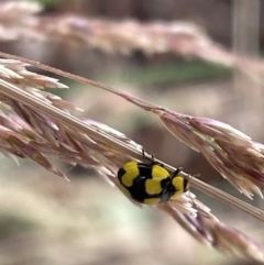 Illeis galbula at Casey, ACT - 7 Jan 2023 11:48 AM