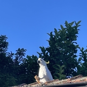 Cacatua galerita at Braddon, ACT - 8 Jan 2023 06:36 PM