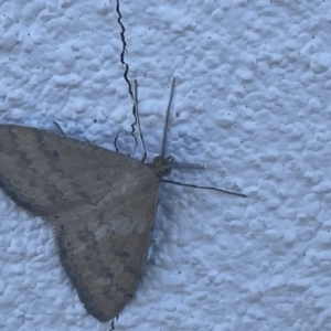 Scopula rubraria at Casey, ACT - 8 Jan 2023