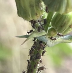 Aphididae (family) (Unidentified aphid) at Braddon, ACT - 8 Jan 2023 by Hejor1