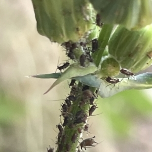 Aphididae (family) at Braddon, ACT - 8 Jan 2023