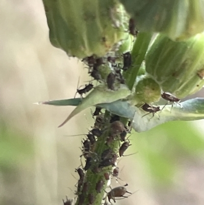 Aphididae (family) (Unidentified aphid) at Braddon, ACT - 8 Jan 2023 by Hejor1