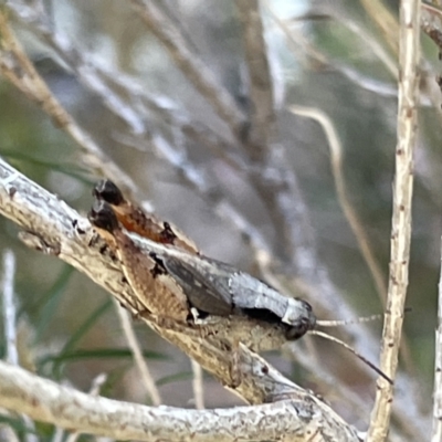Phaulacridium vittatum (Wingless Grasshopper) at Ainslie, ACT - 8 Jan 2023 by Hejor1