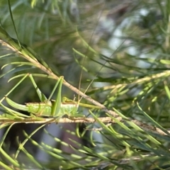 Conocephalomima barameda (False Meadow Katydid, Barameda) at Ainslie, ACT - 8 Jan 2023 by Hejor1