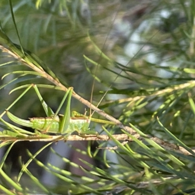 Conocephalomima barameda (False Meadow Katydid, Barameda) at Ainslie, ACT - 8 Jan 2023 by Hejor1