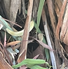 Platybrachys sp. (genus) at Braddon, ACT - 8 Jan 2023