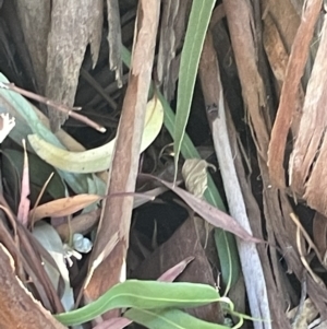 Platybrachys sp. (genus) at Braddon, ACT - 8 Jan 2023