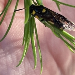 Perginae sp. (subfamily) (Unidentified pergine sawfly) at Ainslie, ACT - 8 Jan 2023 by Hejor1