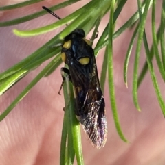 Perginae sp. (subfamily) at Ainslie, ACT - 8 Jan 2023 07:10 PM