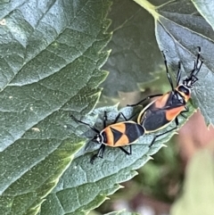 Dindymus versicolor (Harlequin Bug) at Ainslie, ACT - 8 Jan 2023 by Hejor1