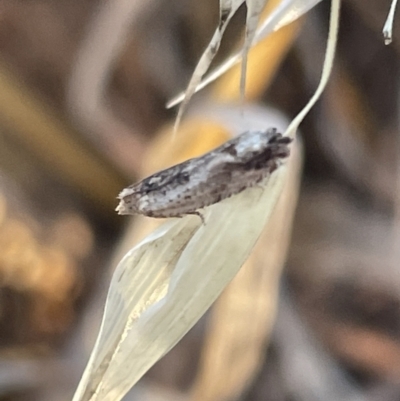 Crocidosema plebejana (Cotton Tipworm Moth) at Ainslie, ACT - 8 Jan 2023 by Hejor1
