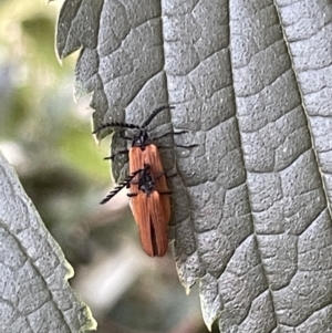 Porrostoma rhipidium at Ainslie, ACT - 8 Jan 2023 07:21 PM