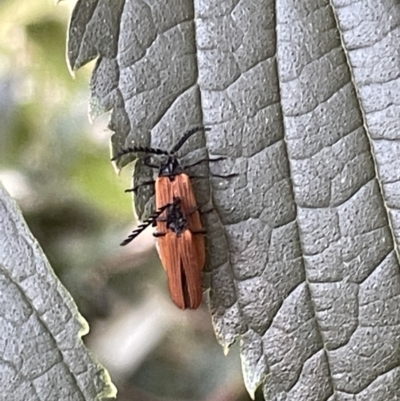 Porrostoma rhipidium (Long-nosed Lycid (Net-winged) beetle) at Ainslie, ACT - 8 Jan 2023 by Hejor1