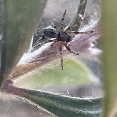 Badumna longinqua (Grey House Spider) at Ainslie, ACT - 8 Jan 2023 by Hejor1