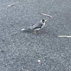 Manorina melanocephala (Noisy Miner) at Ainslie, ACT - 8 Jan 2023 by Hejor1