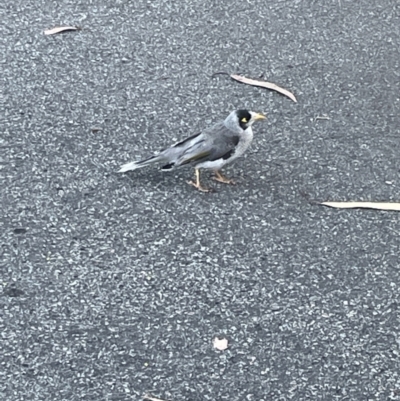 Manorina melanocephala (Noisy Miner) at Ainslie, ACT - 8 Jan 2023 by Hejor1