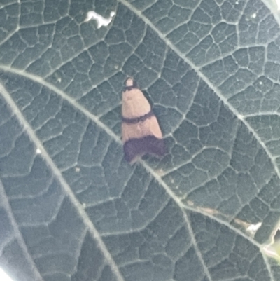 Heteroteucha translatella (Heteroteucha translatella) at Ainslie, ACT - 8 Jan 2023 by Hejor1