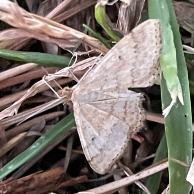 Scopula rubraria (Reddish Wave, Plantain Moth) at Ainslie, ACT - 8 Jan 2023 by Hejor1