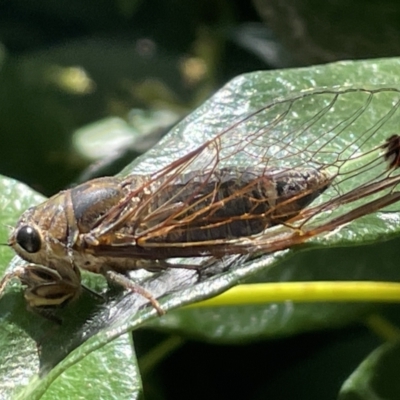 Galanga labeculata (Double-spotted cicada) at Canberra, ACT - 8 Jan 2023 by Hejor1