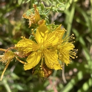 Hypericum perforatum at Canberra, ACT - 9 Jan 2023