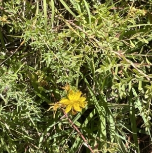 Hypericum perforatum at Canberra, ACT - 9 Jan 2023 09:14 AM