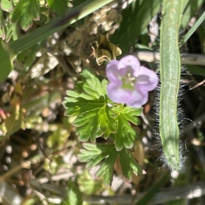 Geranium sp. Pleated sepals (D.E.Albrecht 4707) Vic. Herbarium at Canberra, ACT - 8 Jan 2023 by Hejor1