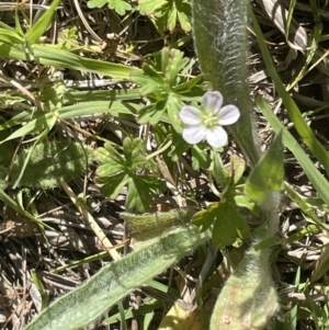 Geranium sp. at Canberra, ACT - 9 Jan 2023 09:14 AM