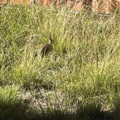 Oryctolagus cuniculus (European Rabbit) at Canberra, ACT - 8 Jan 2023 by Hejor1