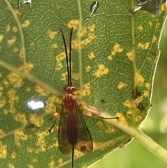 Unidentified Parasitic wasp (numerous families) at Parkes, ACT - 9 Jan 2023 by Hejor1